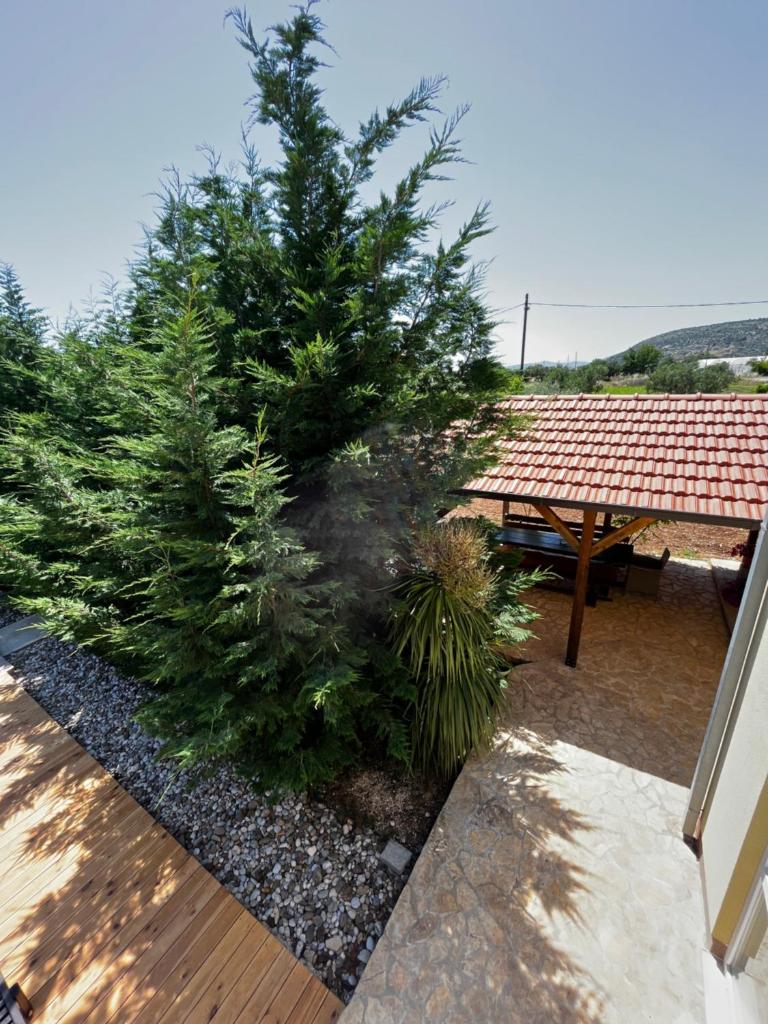 Orange Tree Garden photo 2