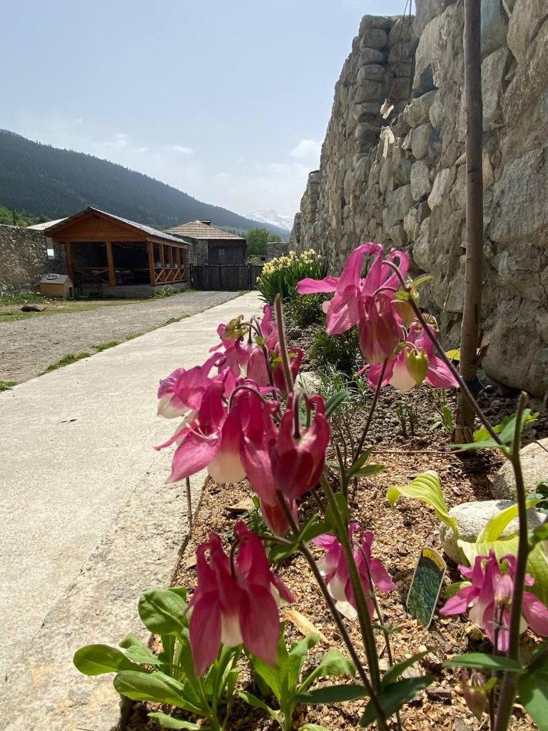 Mestia Residence photo 4