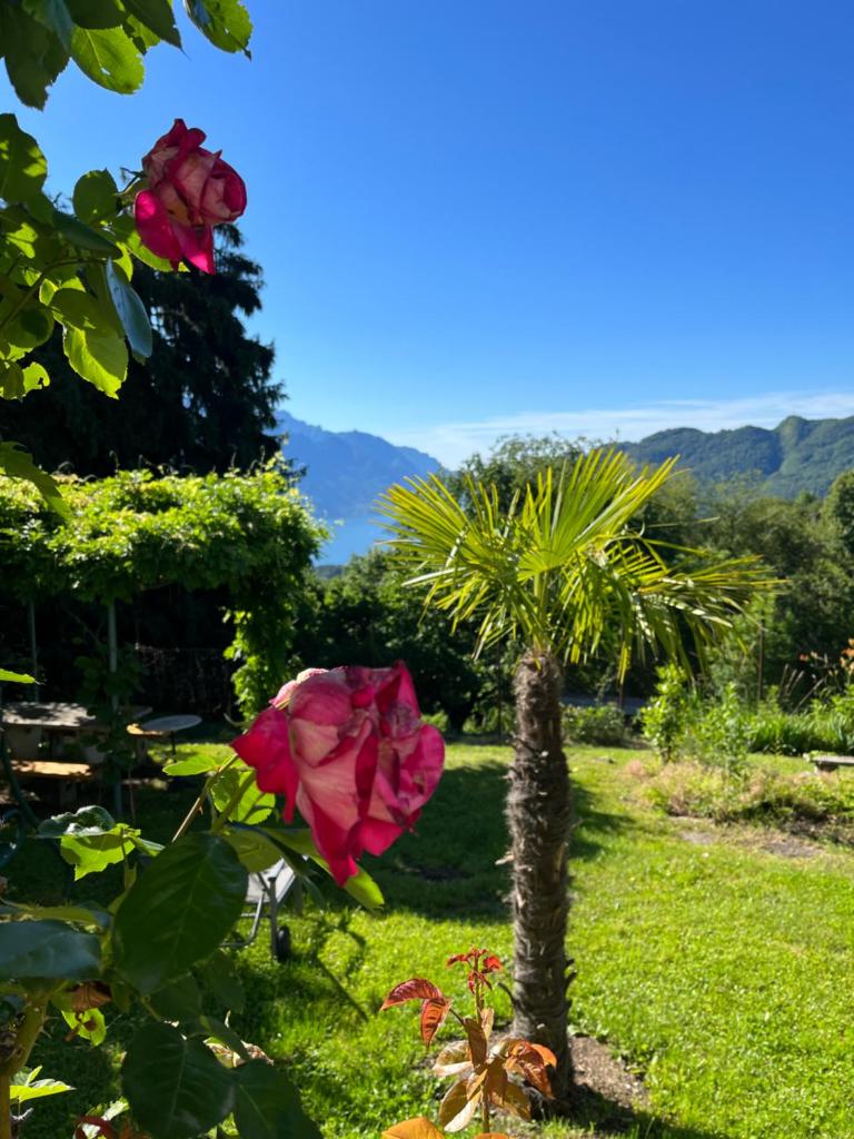 Casa Lario photo 2