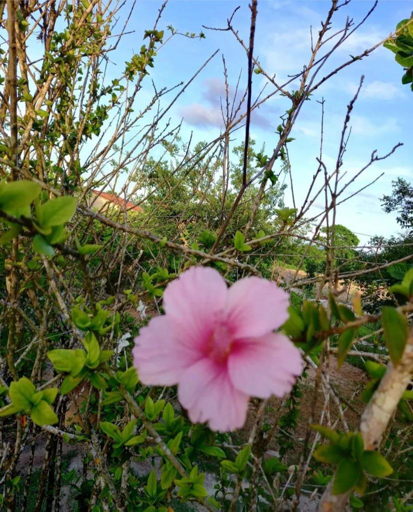 Quinta Flor-de-Lis photo 1