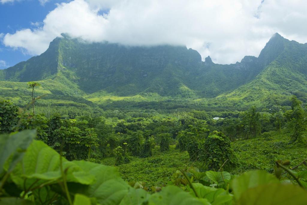 RAIATEA - Studio Tenape photo 4