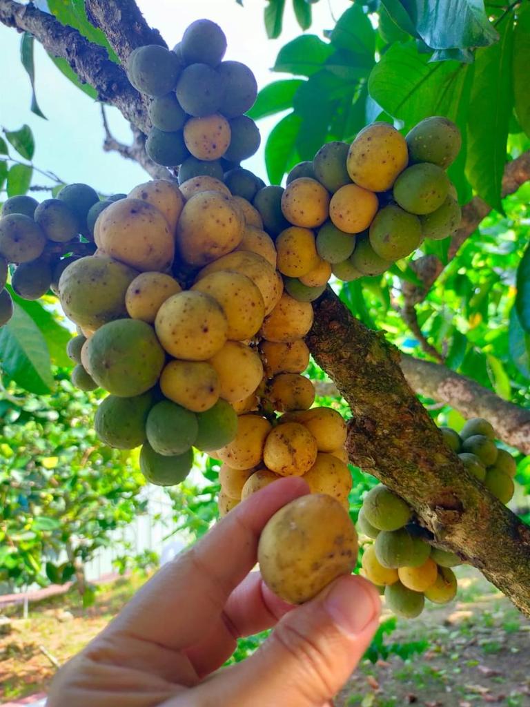 VILLA D' KEBUN WITH FREE FRUITS photo 4
