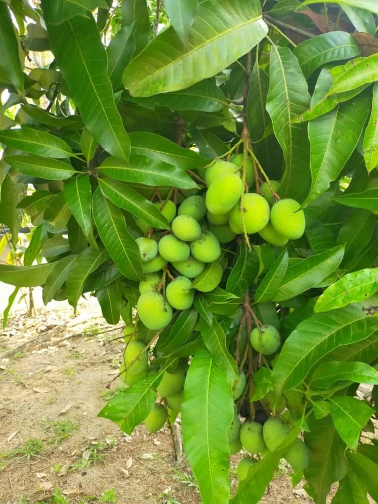 VILLA D' KEBUN WITH FREE FRUITS photo 3