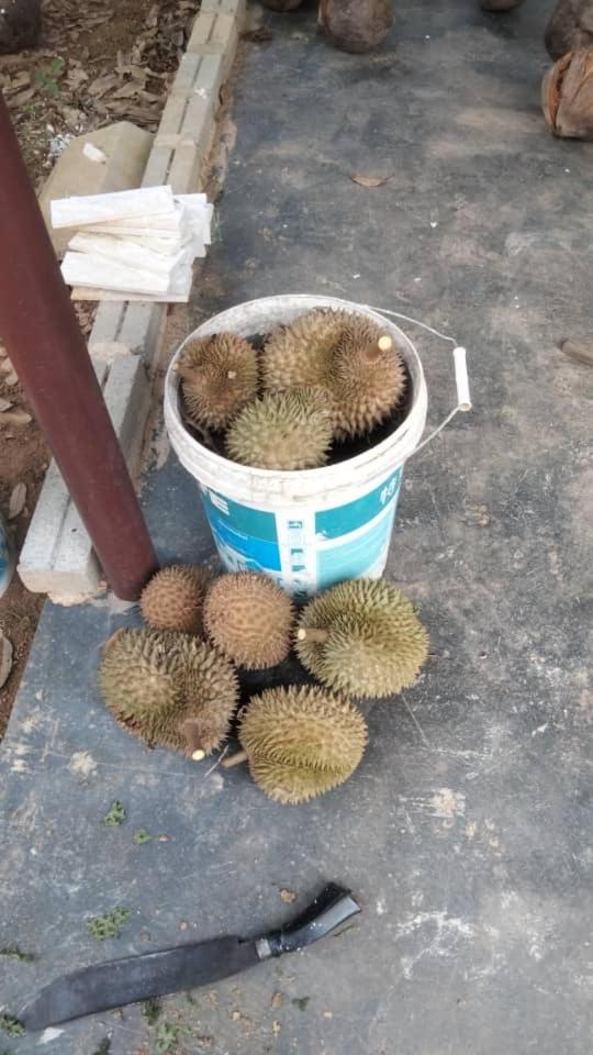 VILLA D' KEBUN WITH FREE FRUITS photo 2