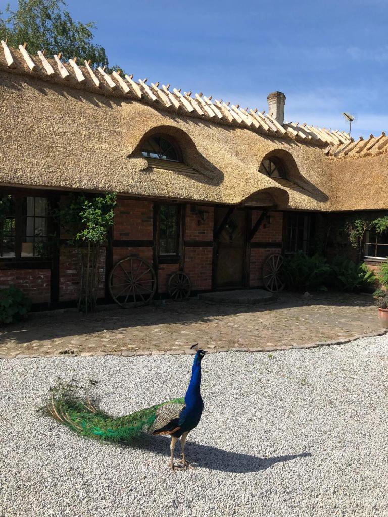Cottage on unique farm photo 1