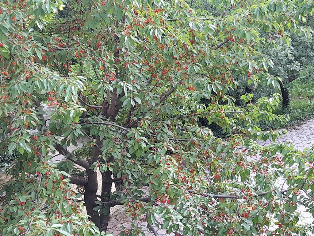 Apartman Popovic Cetinje photo 3