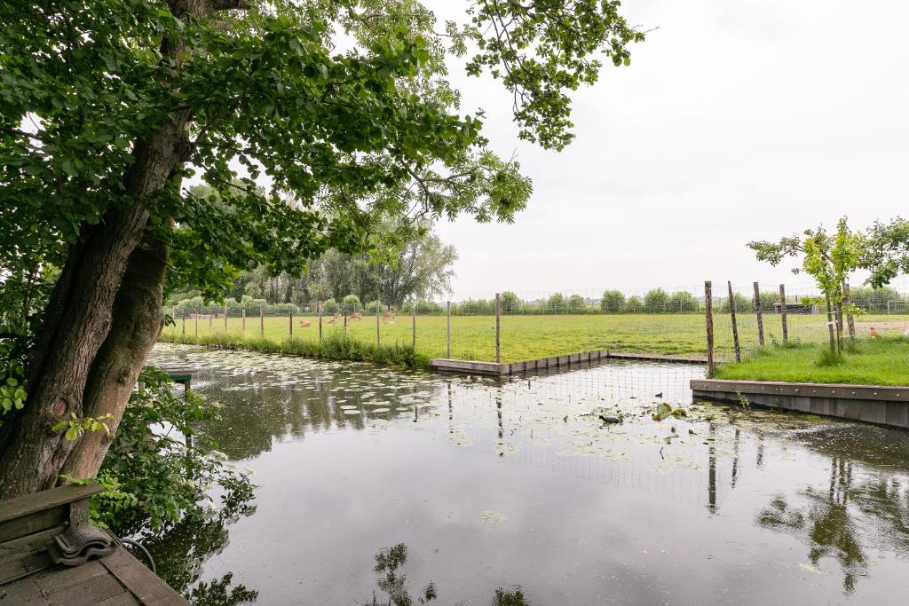 Cottage 'Onder de boompjes' photo 4
