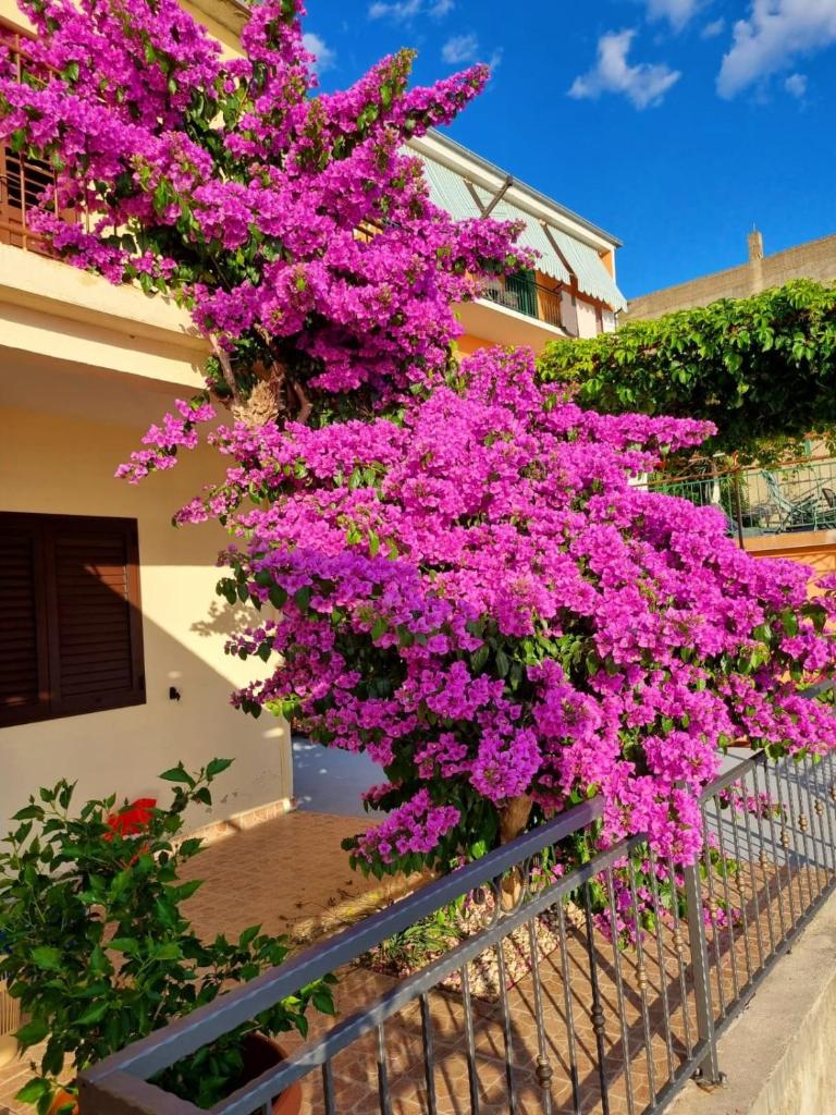 Apartman Ruža photo 1