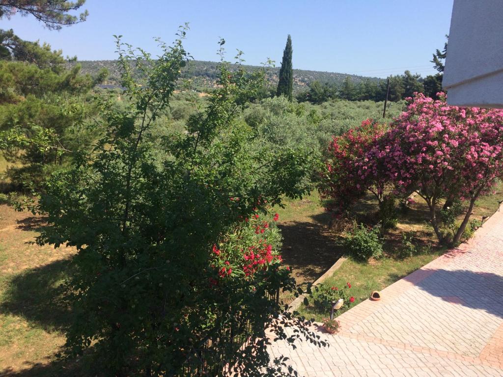 Sofia Villa photo 1