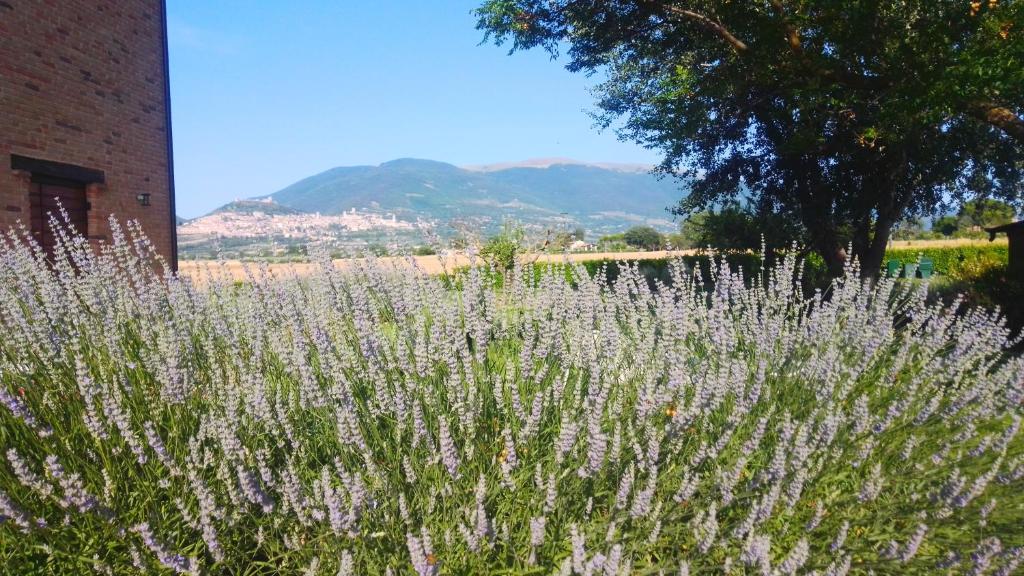 Assisium Agriturismo photo 4