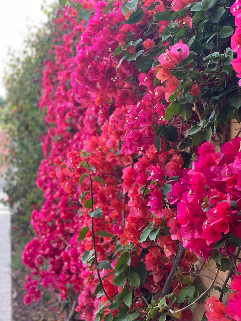 Bougainville photo 3