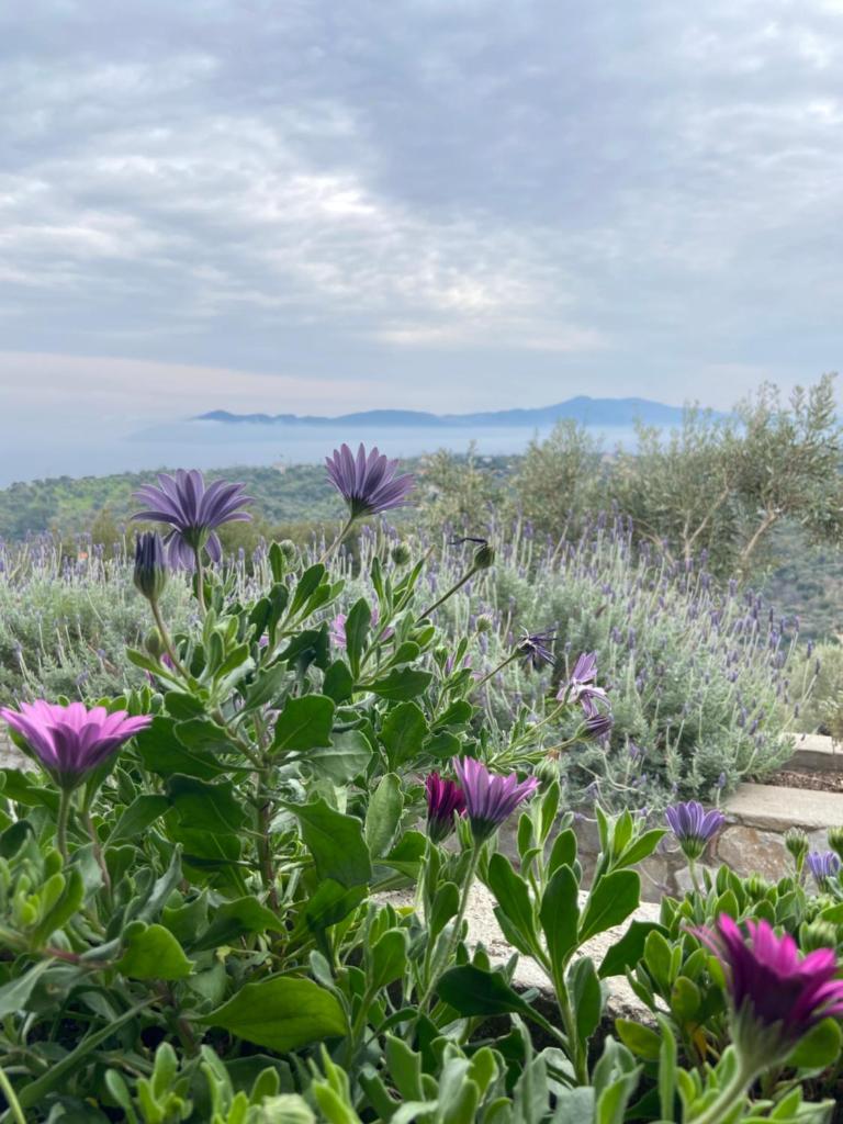 Villa Konaki photo 3