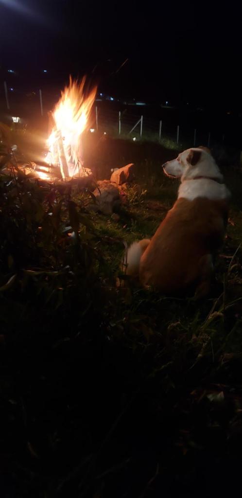 Glamping Hakuna Matata photo 4
