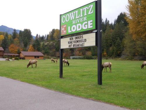 Cowlitz River Lodge photo 3