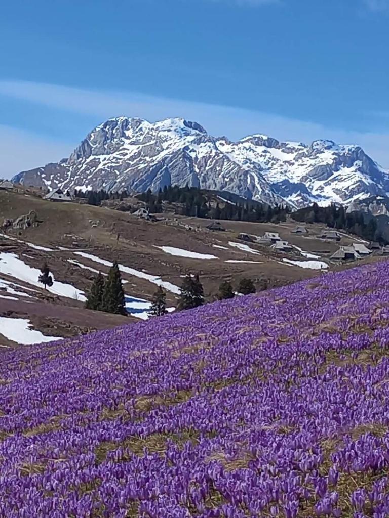 Koča Pastirica - Velika planina photo 3