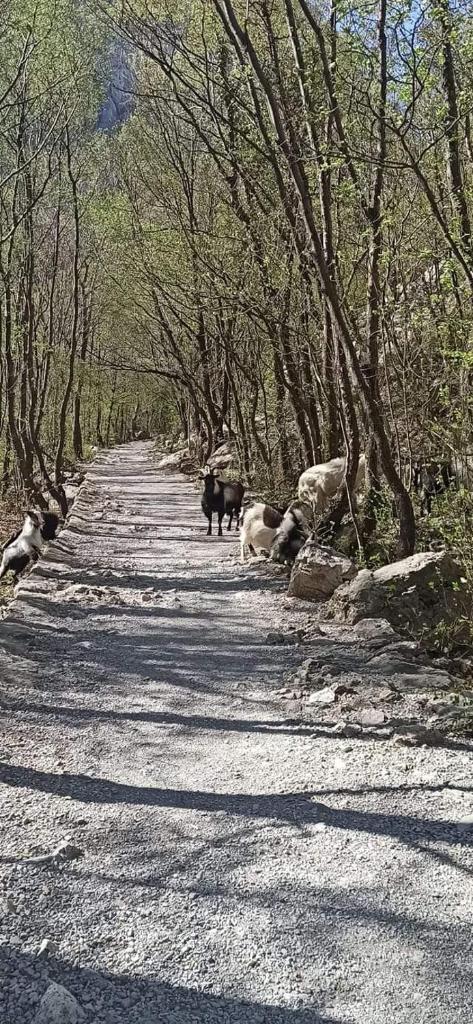 Kuća za odmor ZORA, Seline, Starigrad Paklenica photo 4