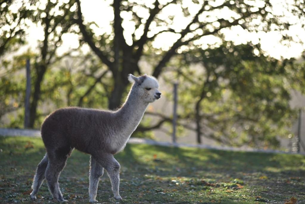 Agriturismo Il Beccafico Alpaca photo 2