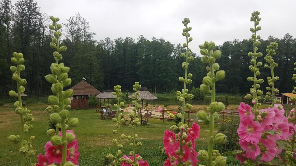Agroturystyka Perła Gaju photo 3