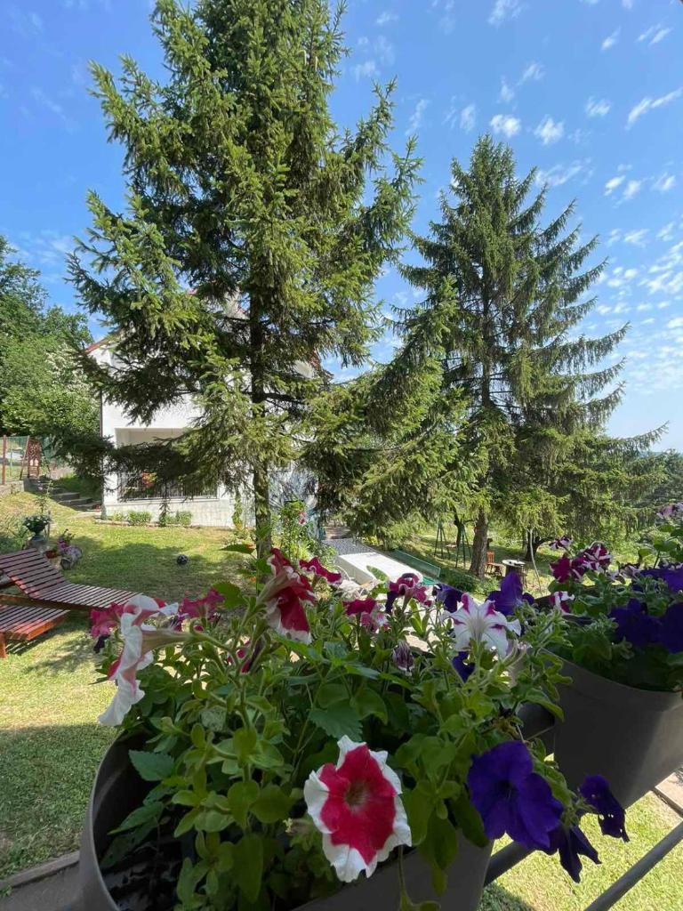 Planinska Ruza