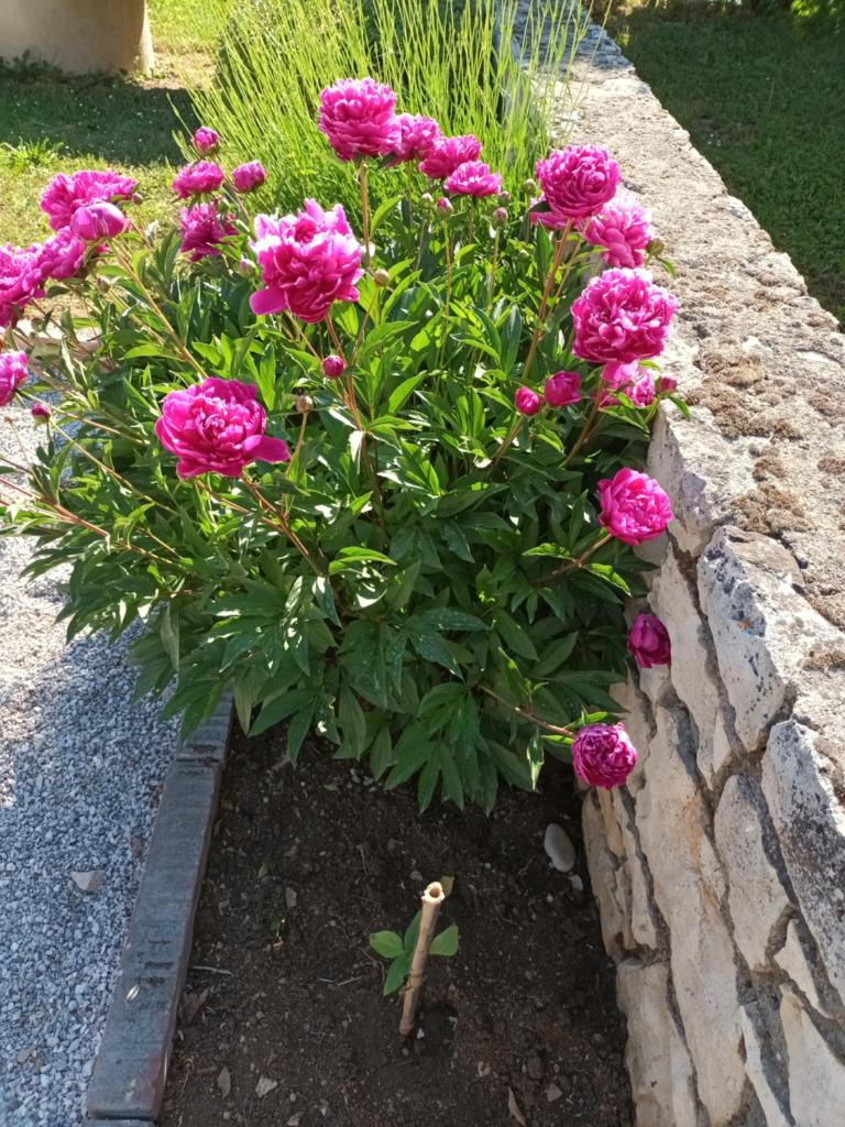 Guesthouse Marija photo 4