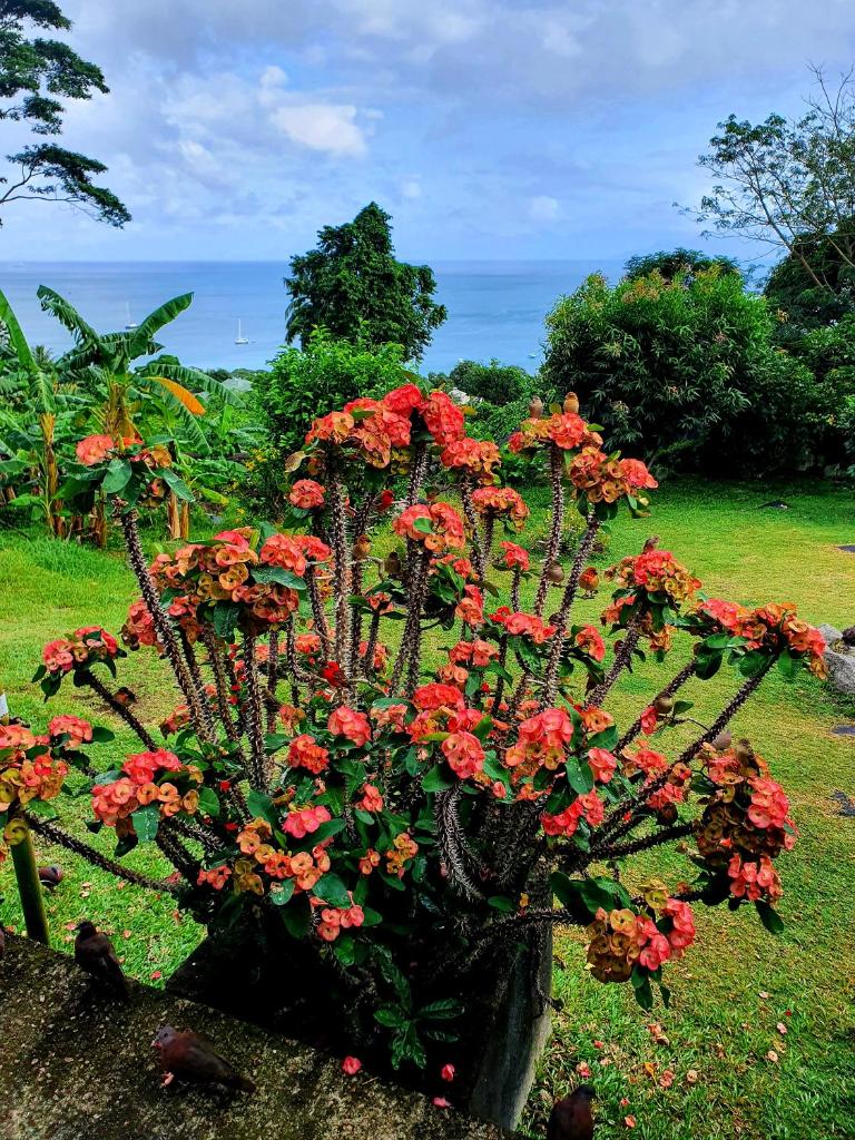 Rose Self Catering photo 1