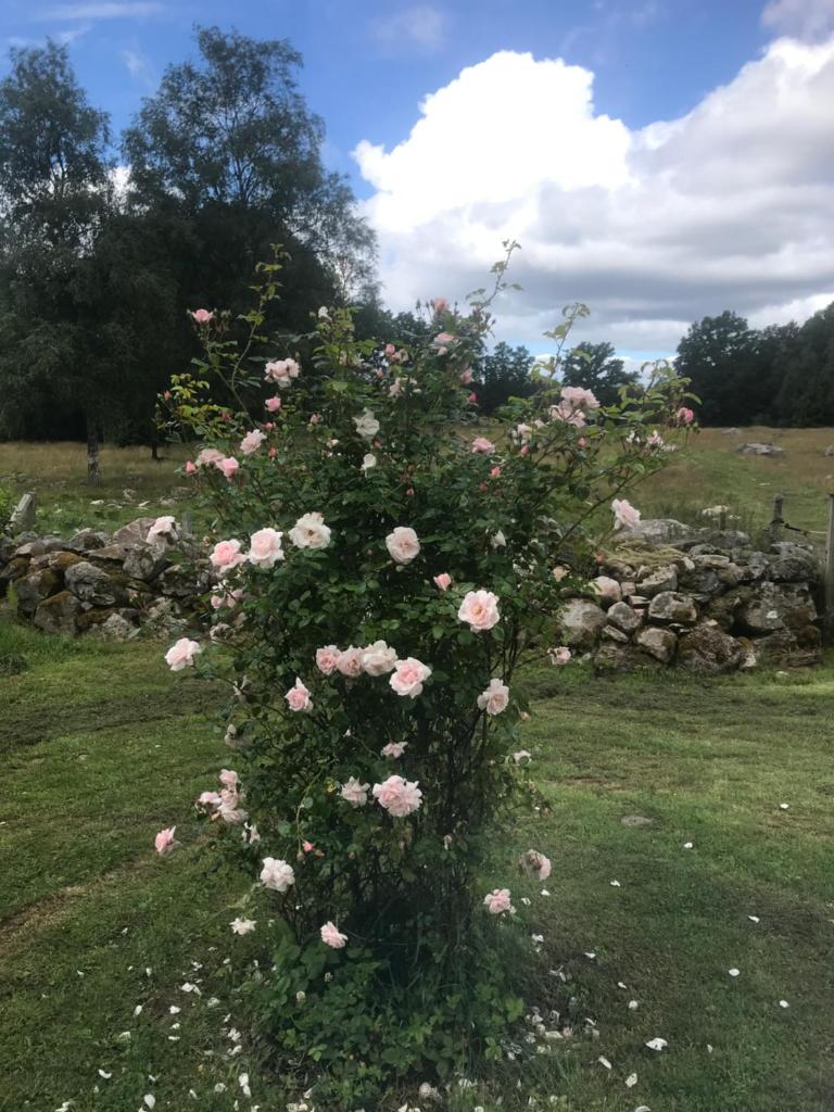 Brogård - gårdlejlighed photo 1