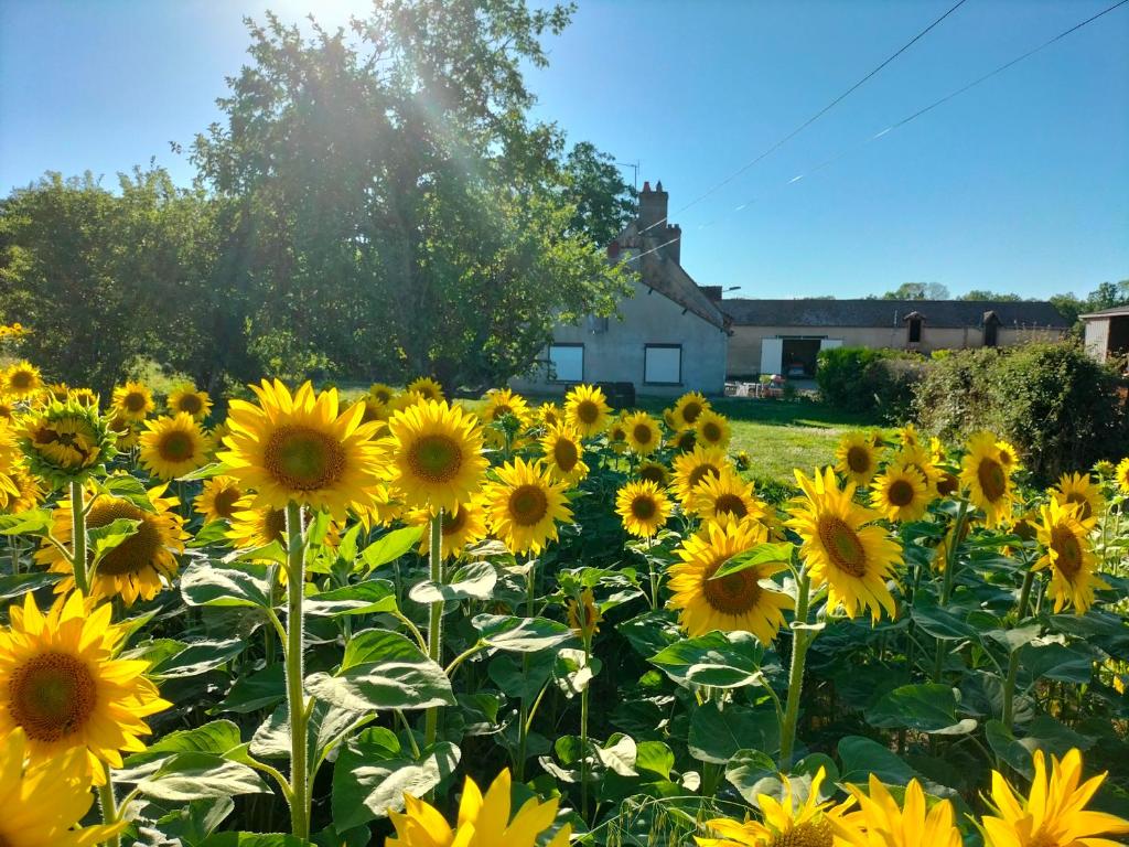 Gîte le grand bois photo 2