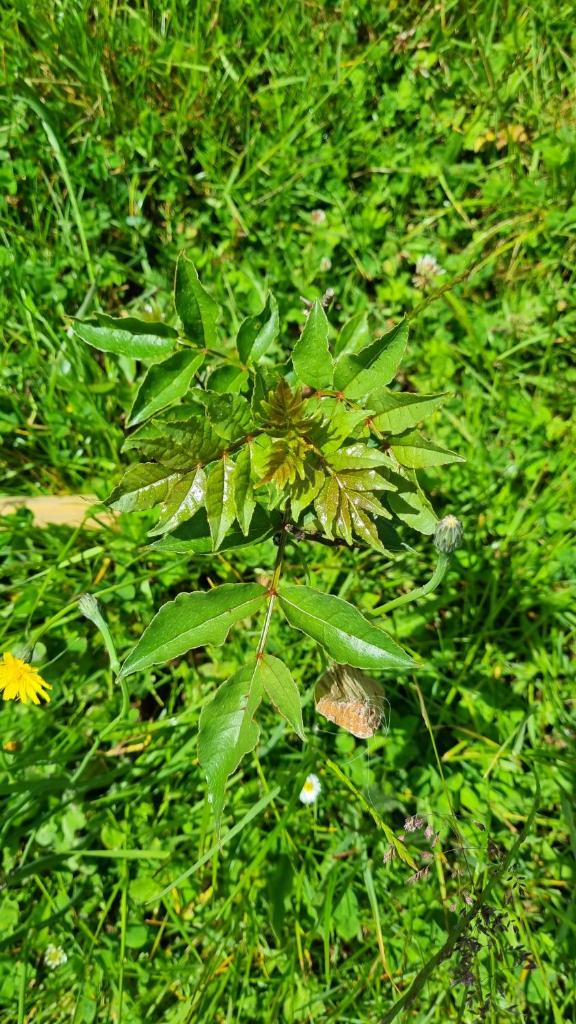 Plantation de poivre- La Petite Rivière photo 2