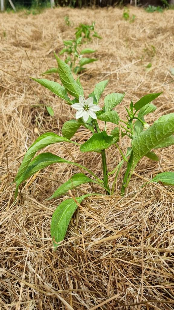 Plantation de poivre- La Petite Rivière photo 4