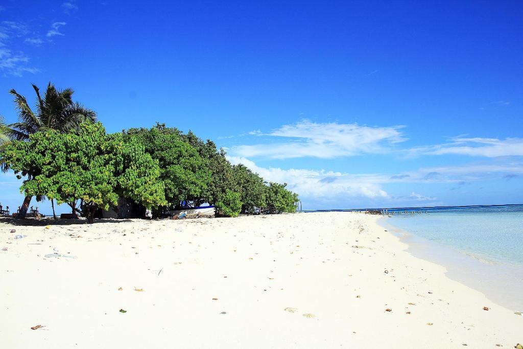 Tropic Tree Maldives photo 3