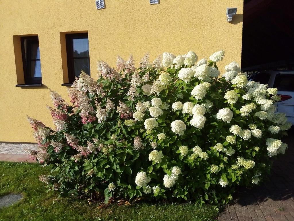 Hortenzie photo 2