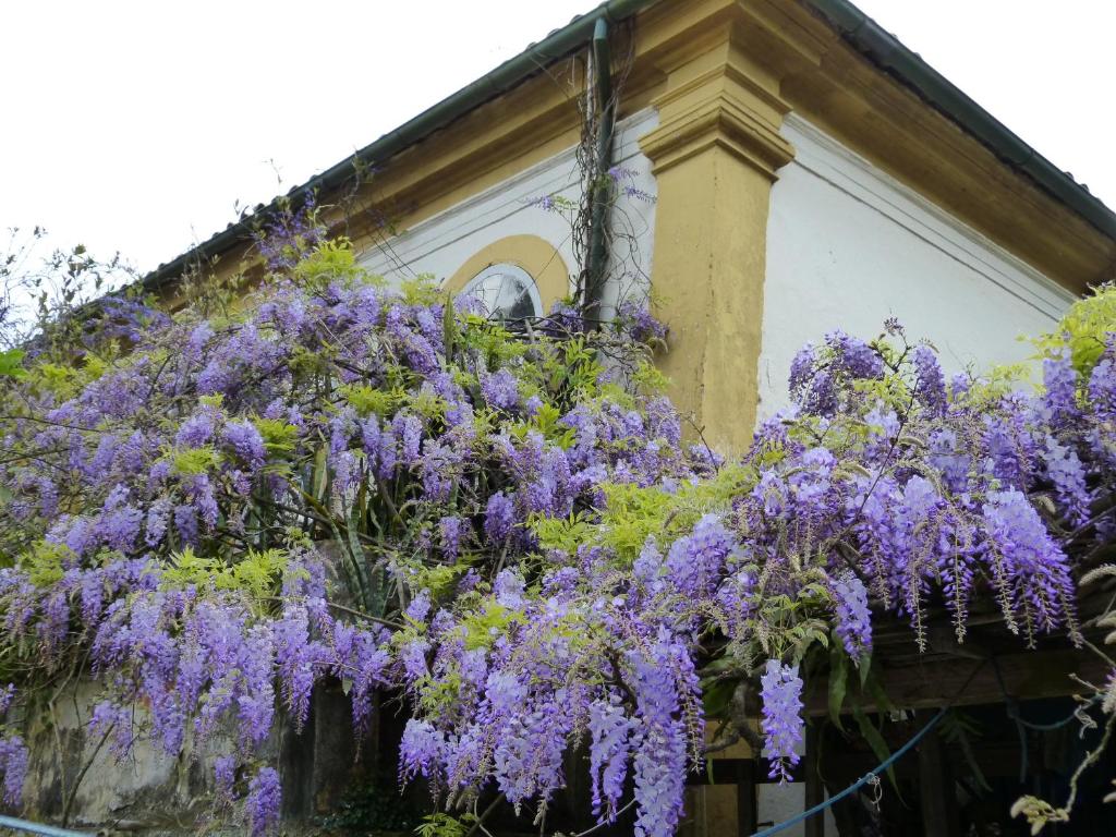 Pouso das Glicínias - B&B photo 1