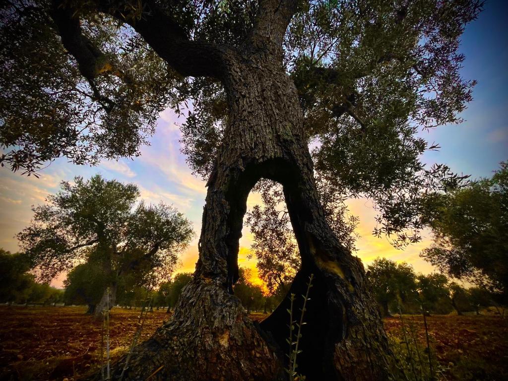 Antica Masseria photo 4