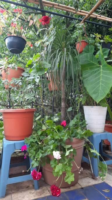 La Terraza del Pochote photo 3