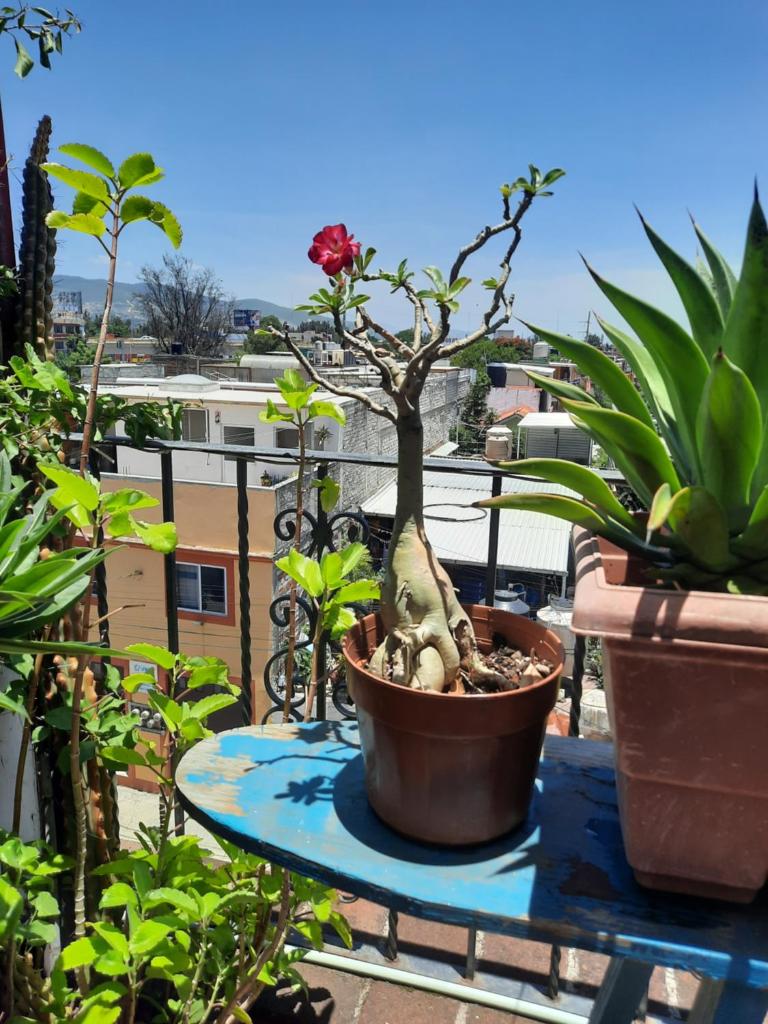 La Terraza del Pochote photo 4