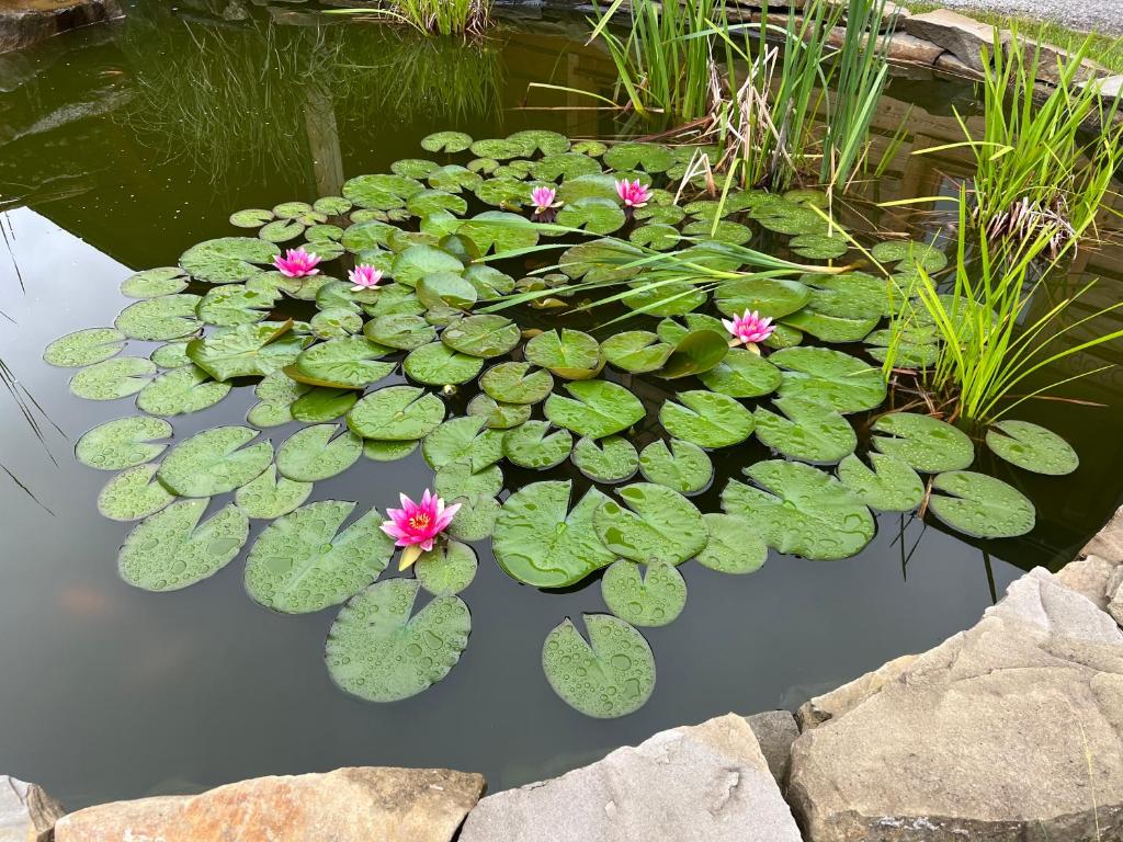 Gniazdko Pod Lipą photo 4