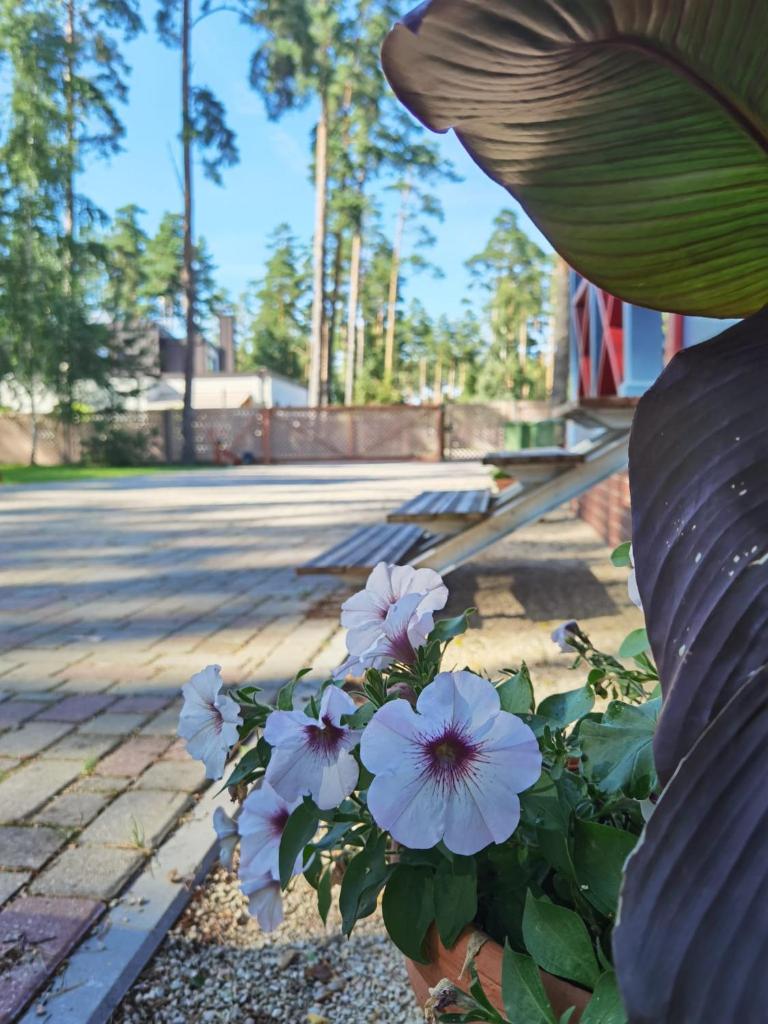 Villa Alla photo 3