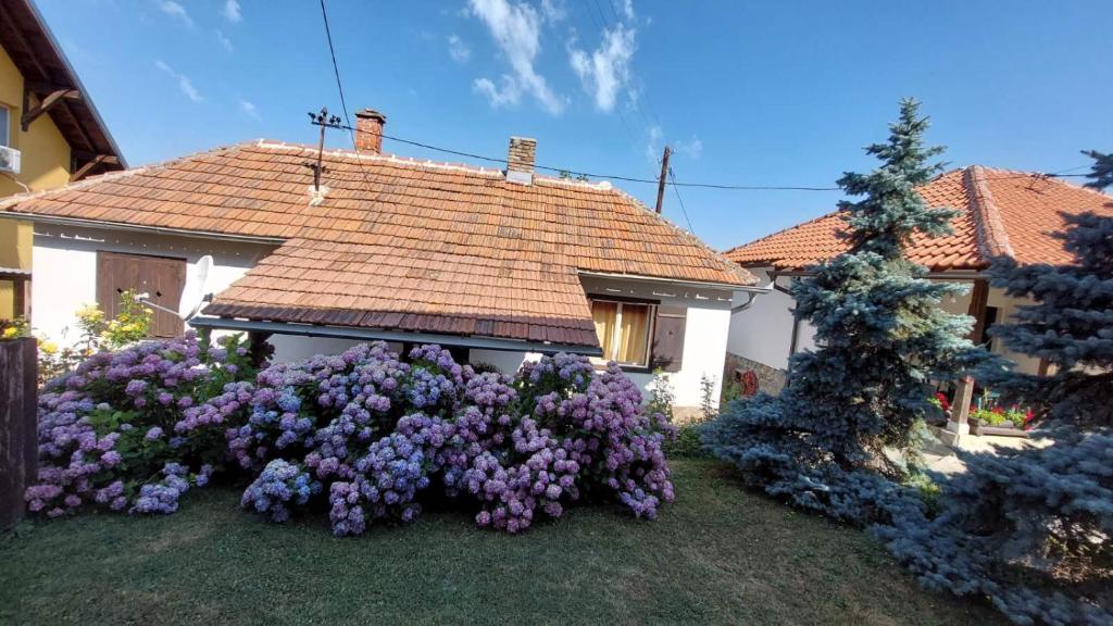 Apartman Nebojša photo 4
