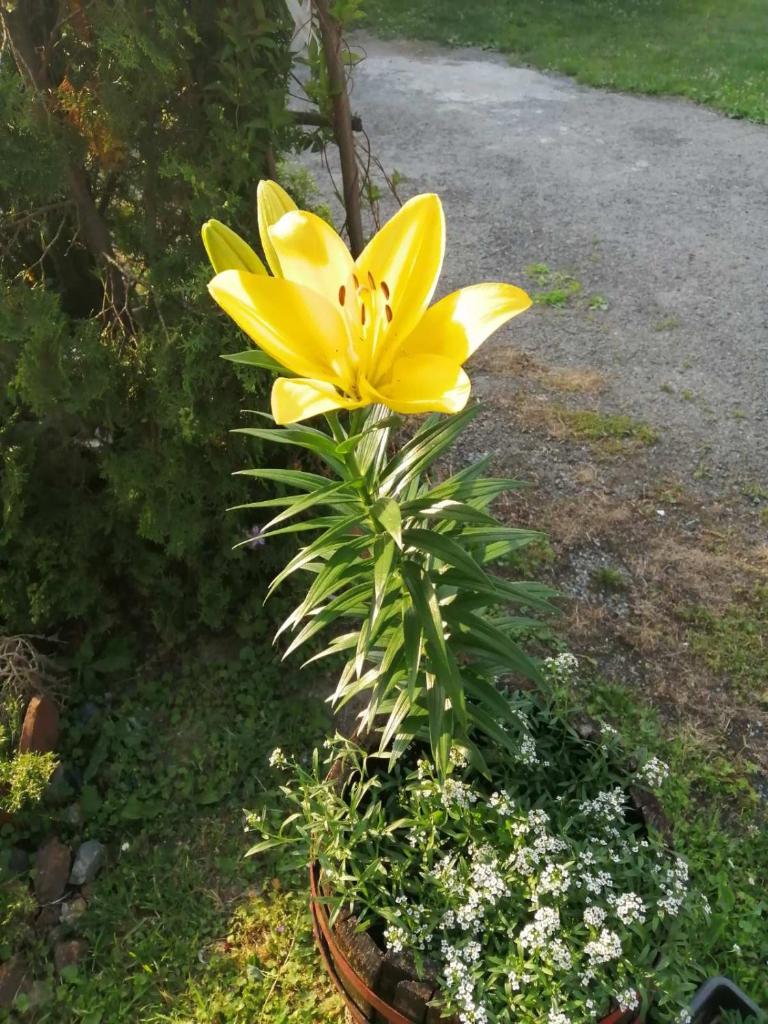 Apartman Nebojša photo 2
