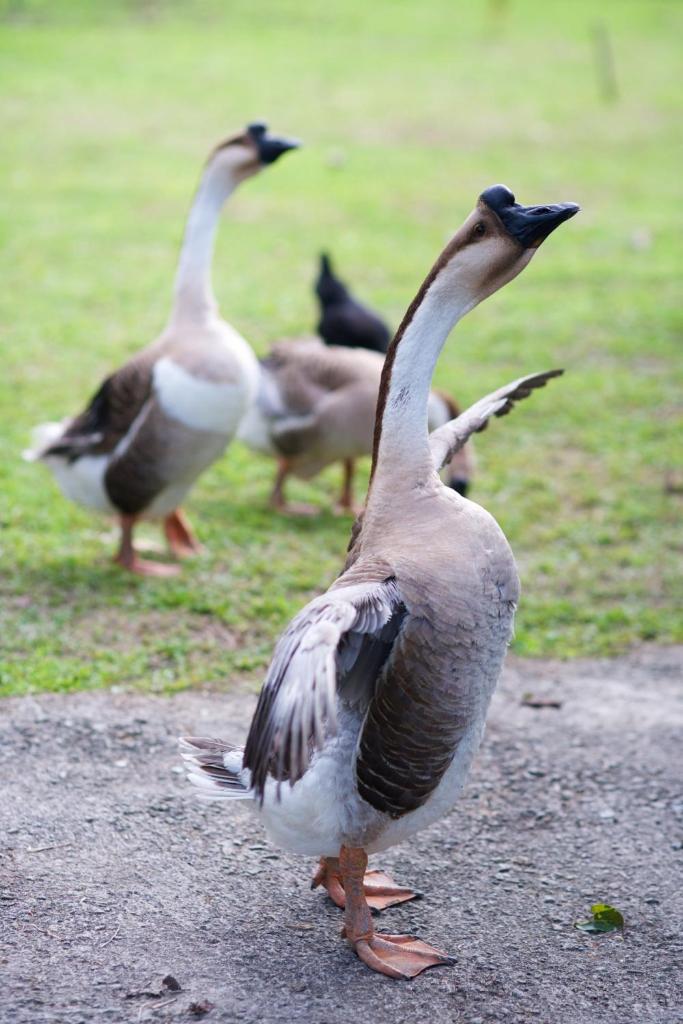 Meihua Lake Leisure Farm photo 4