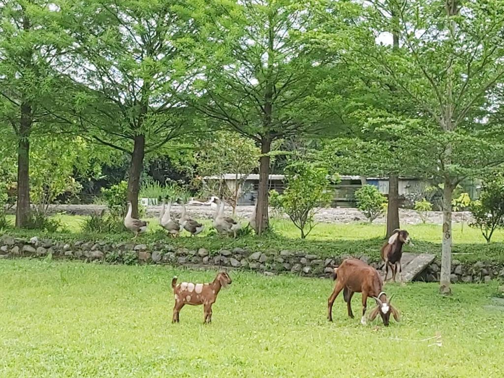 Meihua Lake Leisure Farm photo 1