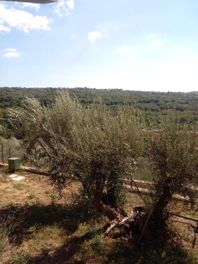 V klancu photo 4