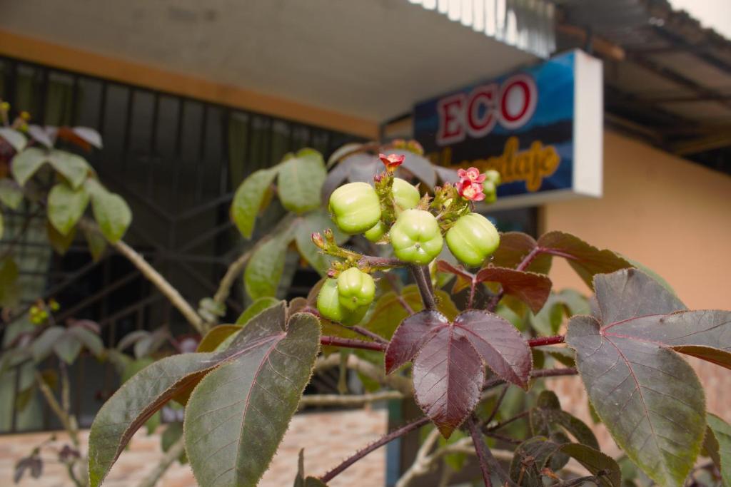 Hospedaje Eco photo 2