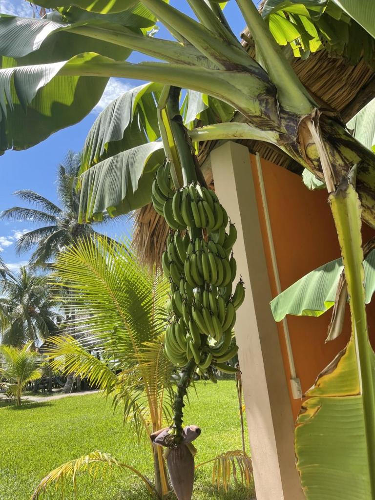 Sambo Mambo Beach Hotel photo 4
