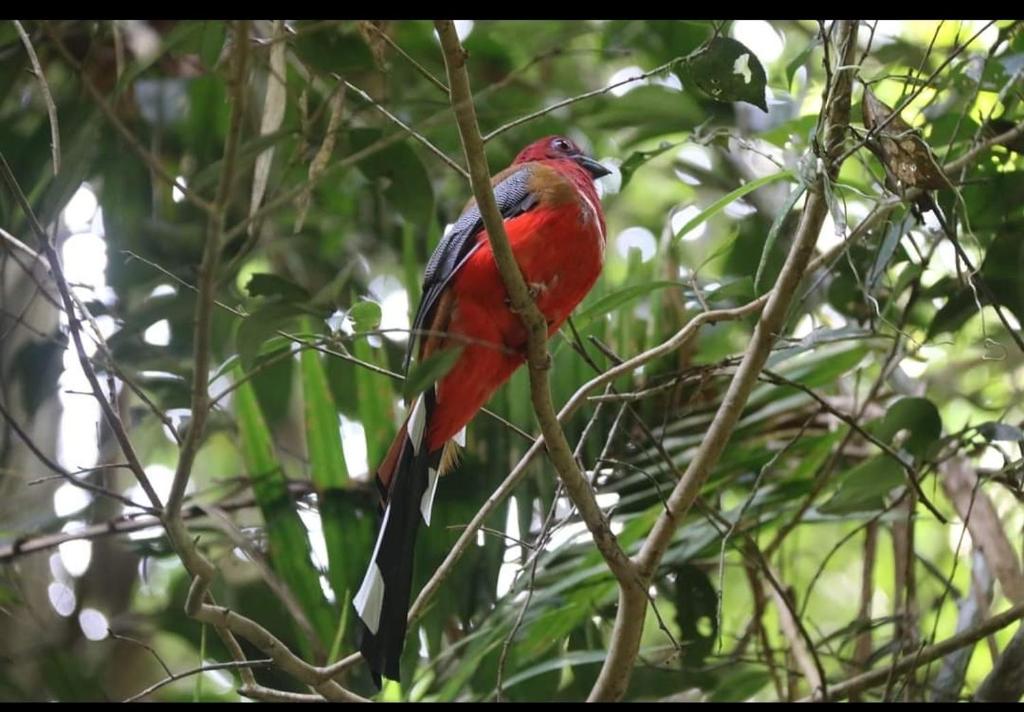 Pakchong hostel & wildlife tour photo 4