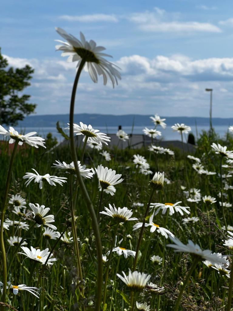 Fantastisk Vätterutsikt mellan Habo och Bankeryd. photo 3
