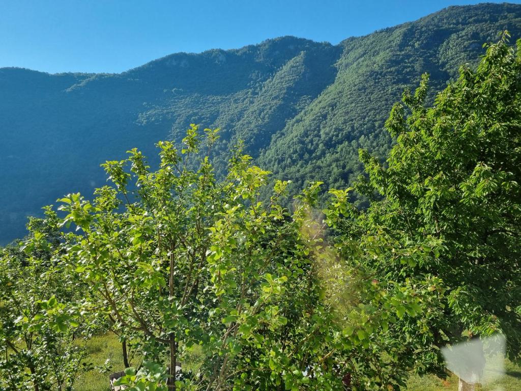 Green photo 3