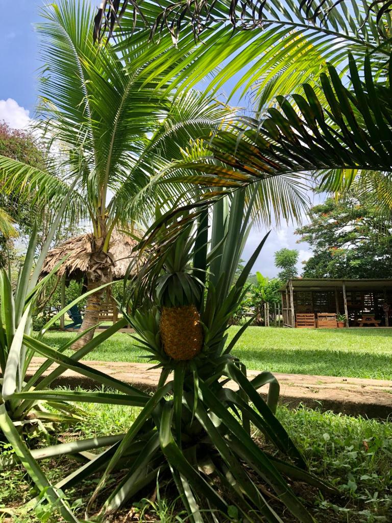 Mana Kai Camping & Cabins photo 4
