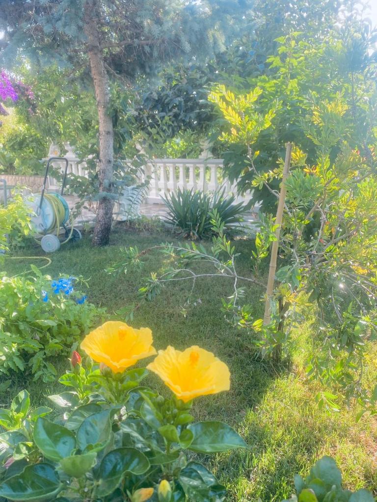 Apartmani Rab photo 2