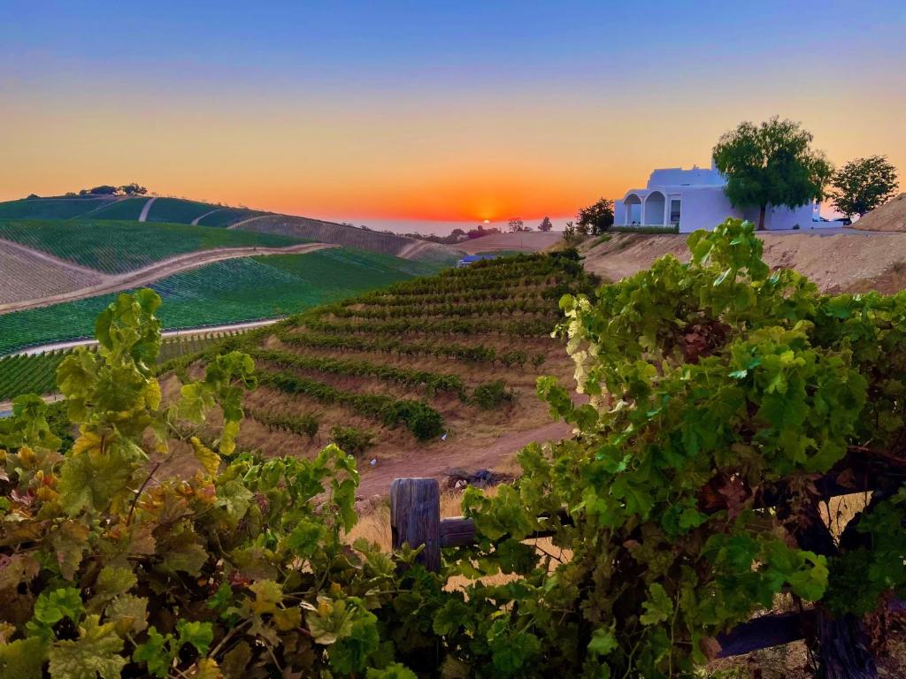 Sirena Vineyard Resort - 3 Bedroom guest house photo 3